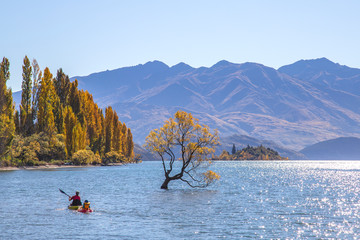Lone Tree of lake Wanaka against clear blue sky over turquoise lake in autumn season a must destination in the South Island of New Zealand