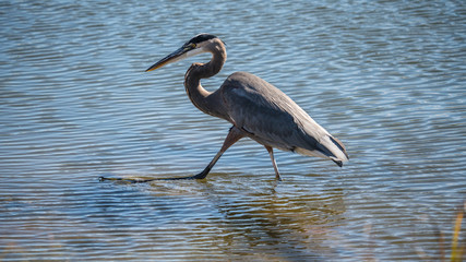 Great Blue heron on the hunt in shallow water. 