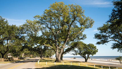 Oak trees along the gulf coast of Mississippi. 