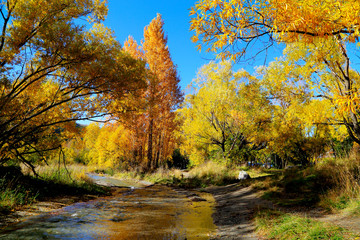 Colorful Autumn Forrest with nature creek against blue sky in Arrow town, New Zealand