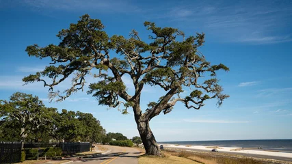 Fotobehang Kust Large oak along highway 90 in Mississippi. This oak with stood Katrina in 2005 and still stands along the gulf coast.   © buttbongo