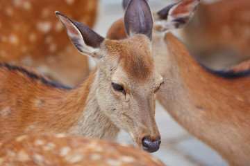 Group of dears at park 