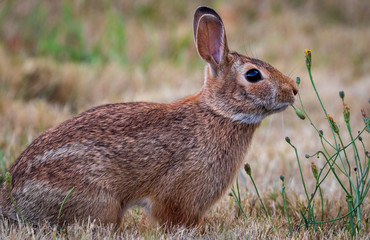 Rabbit and Dandelions