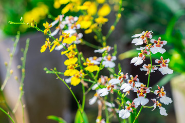 Closeup yellow flowers of Oncidium flexuosum or Oncidium varicosum are blooming on flower stalk in garden