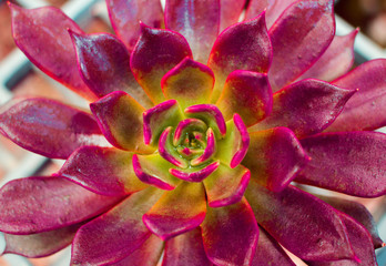 Closeup the Echeveria Chocolate succulent plant or Echeveria Lepus plant as the vivid foliage...