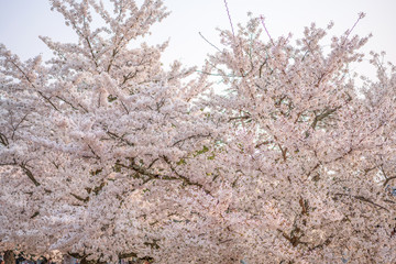 close up marco full bloom cherry blossom beauiful Sakura tree at japan cherry blossom  forecast pink asian flower perfact season to travel and enjoy japanese culture idea long weekend holiday relax