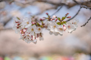 close up marco full bloom cherry blossom beauiful Sakura tree at japan cherry blossom forecast pink asian flower perfact season to travel and enjoy japanese culture idea long weekend holiday relax