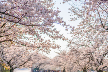 close up marco full bloom cherry blossom beauiful Sakura tree at japan cherry blossom  forecast pink asian flower perfact season to travel and enjoy japanese culture idea long weekend holiday relax