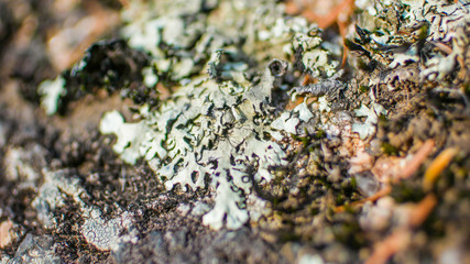 Lichen and fungus on old stone macro close up