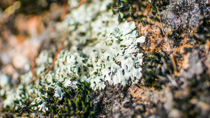 Lichen and fungus on old stone macro close up