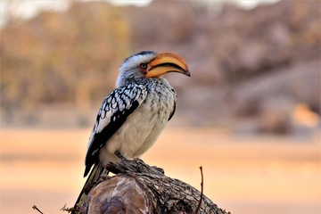 Southern yellow-billed hornbill (Tockus leucomelas) sitting on a tree alone in Namibia, Africa