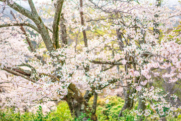 close up marco full bloom cherry blossom beauiful Sakura tree at japan cherry blossom  forecast pink asian flower perfact season to travel and enjoy japanese culture idea long weekend holiday relax