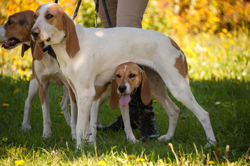 Foxhounds ( beagles) on leads with lady in beige waiting for parforce hunting during sunny day in autumn on green grass. Concepts: impatient, british breed, outdoor, beautiful