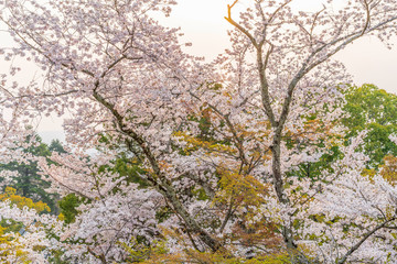 close up marco full bloom cherry blossom beauiful Sakura tree at japan cherry blossom  forecast pink asian flower perfact season to travel and enjoy japanese culture idea long weekend holiday relax