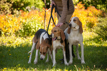 Foxhounds ( beagles) on leads with lady in beige waiting for parforce hunting during sunny day in autumn on green grass. Concepts: impatient, british breed, outdoor, beautiful