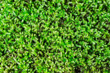 Obraz premium Fresh green moss macro in nature as evergreen textured and background 