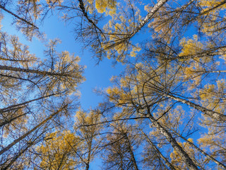 the tall trees of larch crown