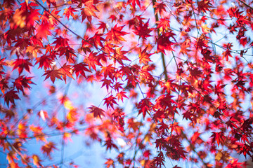 真っ赤な紅葉