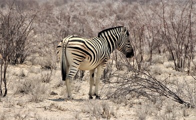 Fototapeta na wymiar Zebra standing in Bushland in Etosha Nationalpark / Namibia