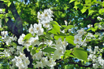 Blooming wild jasmine 2