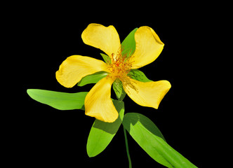 Obraz na płótnie Canvas Flower of hypericum (Hypericum gebleri) 3