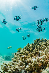 School of Whitetail dascyllus on the coral