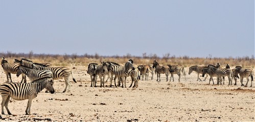 Fototapeta na wymiar Herd of zebras standing in Bushland in Etosha Nationalpark / Namibia