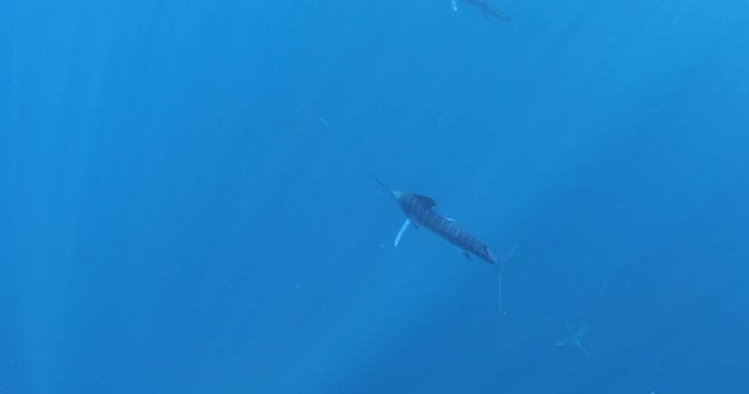 Marlins and sea lions hunting in group in Magdalena Bay, Baja California Sur, Mexico.