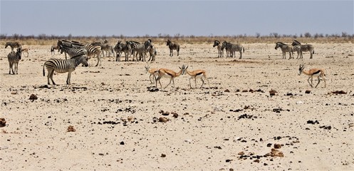 Fototapeta na wymiar Herd of zebras and some little springboks standing in Bushland in Etosha Nationalpark / Namibia