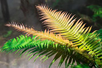 Flatten long fern leaves in the tropical forest 