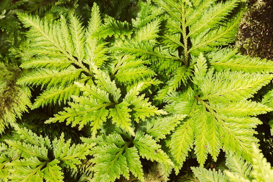 Davallia solida, Davalliaceae fern, Foot fern, Hairsfoot (Davallia Denticulata) in tropical forest 
