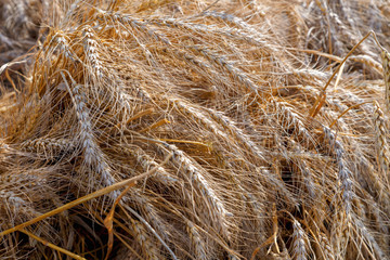 Ripe ears of wheat close-up. Harvest holiday symbol.