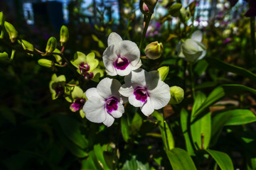 White dendrobium orchids in the garden