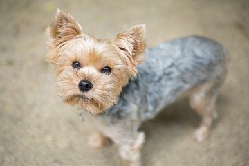 yorkshire terrier