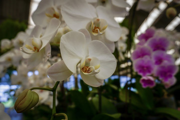 White phalaenopsis orchids in the garden