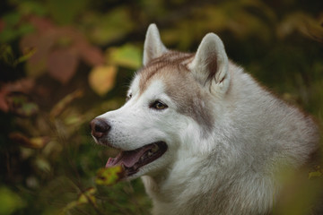 Close-up Portrait of gorgeous Beige Siberian Husky in fall season on a forest background.