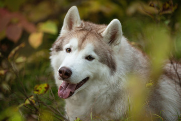 Close-up Portrait of happy Beige Siberian Husky in fall season on a forest background.