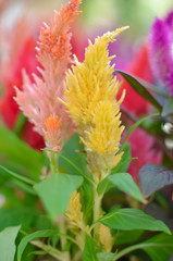 Colorful Celosia argentea flowers