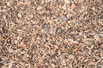 Closeup Sliver wood the wooden chips or surface of pieces of wood bark background