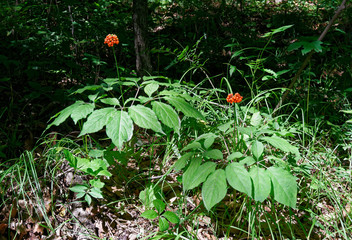 A close up of the wild most famous medicinal plant ginseng (Panax ginseng).