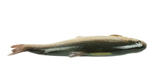 Raw rainbow trout fish from back side