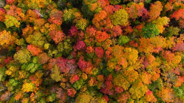 Beautiful fall landscape over looking Northern Michigan in peak colors looking down on trees into the wild