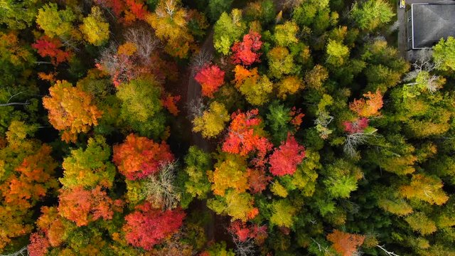 Beautiful fall landscape over looking Northern Michigan in peak colors looking down on trees explore the wild