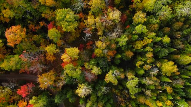 Beautiful fall landscape over looking Northern Michigan in peak colors looking down on trees explore the wild in the woods