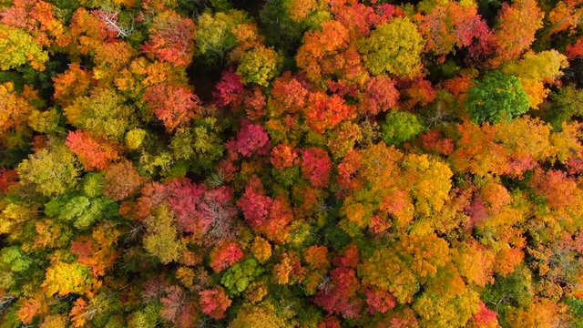 Beautiful fall landscape over looking Northern Michigan in peak colors looking down on trees vacation trip up north