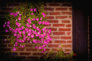 Flowers in the backyard