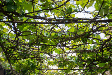 grapevine