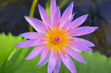Close up of a pink water lily