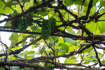 grapevine