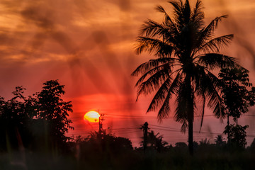 Big sunset of orange sky with palm tree silhouette in countryside